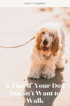 a dog on a leash with the words 5 tips if your dog doesn't want to walk