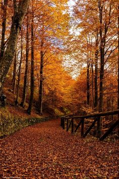 a path in the woods with lots of trees and leaves on it, surrounded by fall foliage