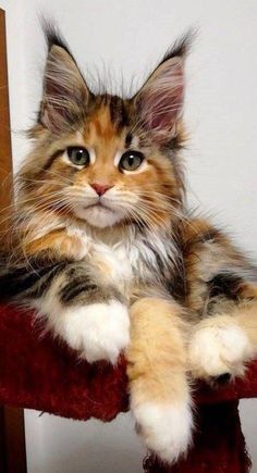 a fluffy cat sitting on top of a red rug next to a wooden door and mirror