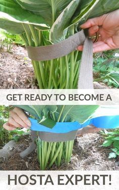 two pictures showing how to tie a plant together