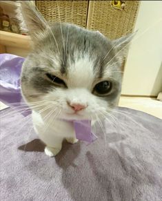 a gray and white cat with a purple bow tie on it's neck looking at the camera