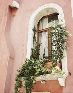 an open window with plants growing out of it