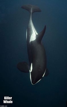 an orca swims in the water with its head above it's back