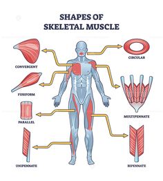 the muscles and their functions are labeled in this diagram, which shows how they work