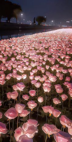 a field full of pink flowers sitting next to each other