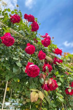 red roses growing on the side of a tree in front of a blue sky with wispy clouds