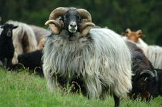 there are many goats that are standing in the grass and one is looking at the camera