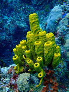 some very pretty yellow corals on the ocean floor