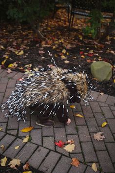 a small hedgehog is standing on the ground in front of some leaves and rocks