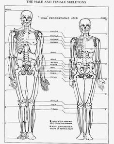 the male and female skeletons are labeled in this diagram, as well as their names