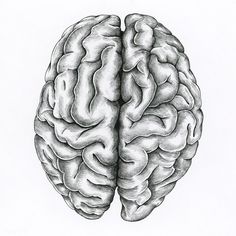 a black and white drawing of a human brain