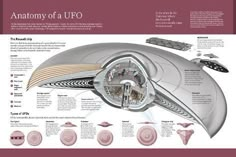 the anatomy of a upo whale is shown in this brochure with information about it