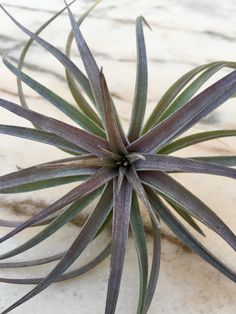 an air plant is sitting on the floor