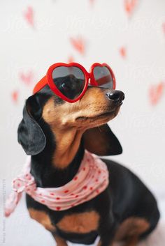 a dachshund dog wearing red heart shaped sunglasses and a pink bandana