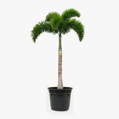 a small palm tree in a black pot