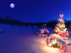 a lighted christmas tree in the snow at night