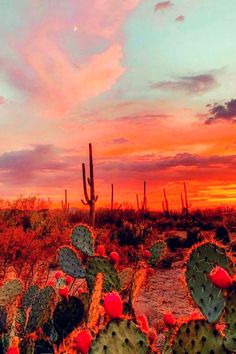 the sun is setting over a desert with cacti and cactus plants in it