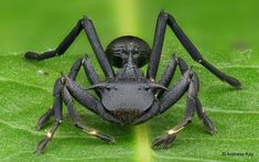 a black spider sitting on top of a green leaf