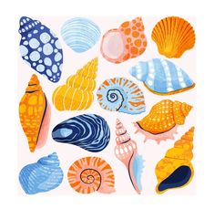 colorful sea shells are arranged on a pink background