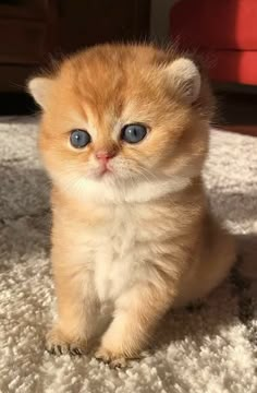 an orange kitten with blue eyes sitting on the floor