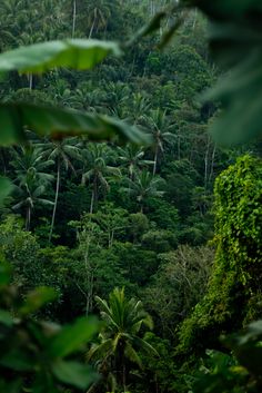 the jungle is full of lush green trees