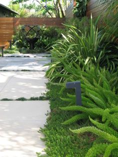 an outdoor garden with green plants and white concrete walkway leading to a wooden fenced in area