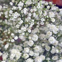 small white flowers in a vase on a table