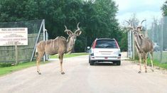 two antelope standing next to a car on a road