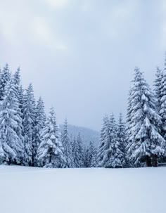 snow covered pine trees stand in the distance