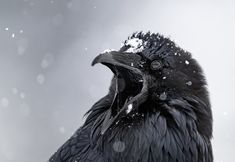 a close up of a black bird with snow on it's head