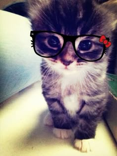 a small kitten wearing glasses on top of a table