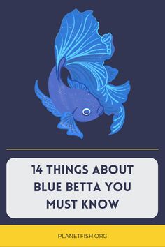 Blue Betta Fish: 14 Things You Should Know! Blue Betta Fish, Blue Shrimp, Methylene Blue, Turn Blue, Types Of Fish, Small Fish