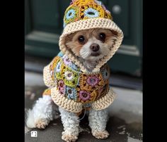 a small dog wearing a crocheted sweater and hat