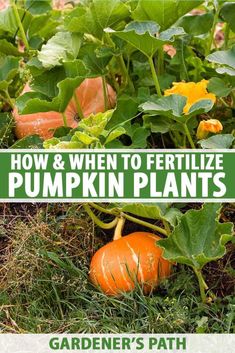 how and when to fertilize pumpkin plants in the garden, part 1