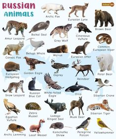 the russian animals and their names are shown in this poster, which shows them all different colors