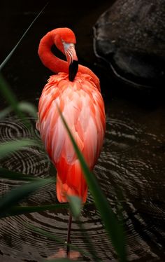 a pink flamingo standing in the water