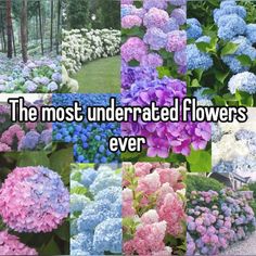 the most underrated flowers ever are blue, pink, and white hydrangeas