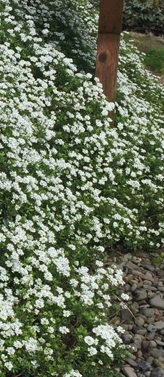 small white flowers growing on the ground next to a wooden post and tree stumps