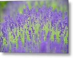 lavender flowers in bloom metal print by panoramic images / getty photographics