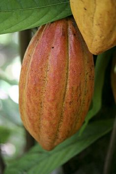 some kind of fruit hanging from a tree