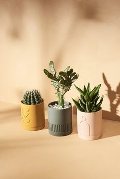 three potted plants sitting on top of a table next to each other in front of a beige wall