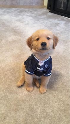 a small dog sitting on the floor wearing a shirt