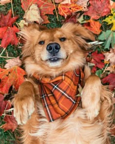 a brown dog wearing a plaid bandana sitting on top of leaves and looking at the camera