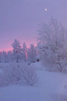 snow covered trees and bushes in front of a pink sky at sunset or dawn with the sun setting behind them