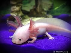 a white and pink gecko is laying on purple cloth