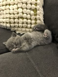 a cat sleeping on top of a couch with it's paws up to its face