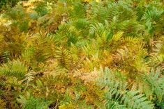 some very pretty green plants in the grass