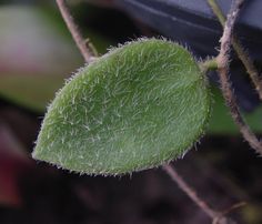 a green leaf that is growing on a plant