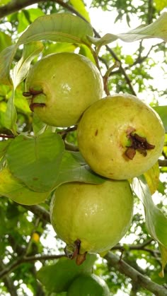 three green apples hanging from a tree with leaves