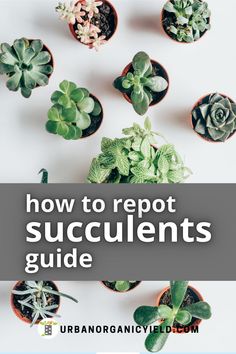 potted succulents with the title how to report succulents guide